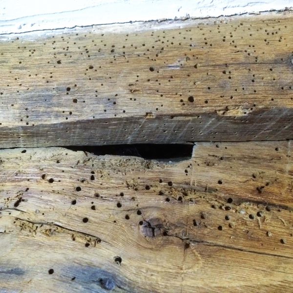 Home Box Woodworm