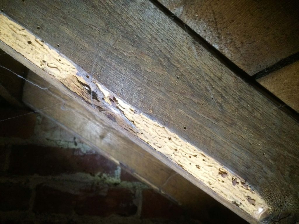 Wood Boring Insects GTT