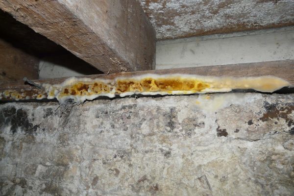 Wet Rot fungus within sub floor void in farmhouse in East Sussex